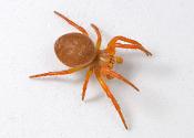 bontekomkommerspin (araniella displicata) 3-2014 8652
